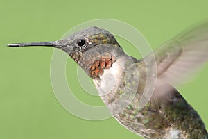 Male Ruby-throated Hummingbird