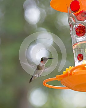 Masculino colibrí que se acerca 