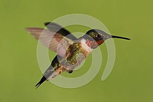 Male Ruby-throated Hummingbird (archilochus colubris)