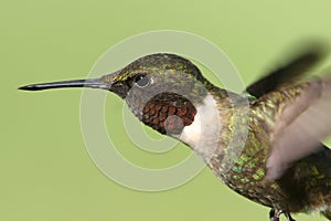 Male Ruby-throated Hummingbird & x28;archilochus colubris& x29;