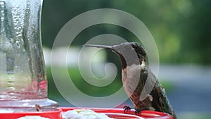 Male Ruby Throated Hummingbird, Archilochus colubris, arriving and eating at a red bird feeder. Gorgeous clip with soft blurred