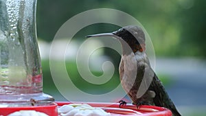 Male Ruby Throated Hummingbird, Archilochus colubris, eating at a red bird feeder. Gorgeous closeup clip of cautious bird with
