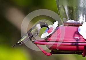Male ruby-throated hummingbird Archilochus colubris on the feeder,