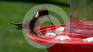 Male ruby throated hummingbird, archilochus colubris, perches and drinks at bird feeder.