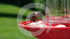 Male ruby throated hummingbird, archilochus colubris, perches and drinks at bird feeder.