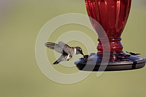 Male ruby-throated hummingbird eating from a feeder