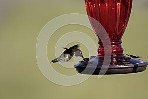 Male ruby-throated hummingbird eating from a feeder