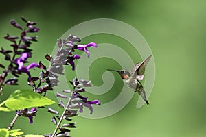 Male Ruby Throated Hummingbird Feeding on Deep Purple Salvia