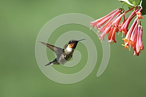Male Ruby Throated Hummingbird Feeding on Honeysuckle Flowers