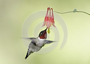 Male Ruby-throated Hummingbird feeding at a Wild Columbine flower