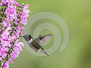 Male Ruby-throated Hummingbird feeds on Meadow Sage in S