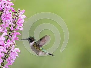 Male Ruby-throated Hummingbird feeds on Meadow Sage in S