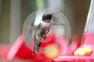 Male Ruby-throated Hummingbird in Flight