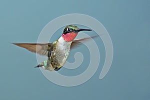 Male Ruby-throated Hummingbird photo