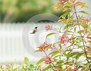 A male Ruby-Throated Hummingbird in flight photo
