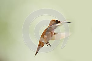 Male Ruby Throated Hummingbird In Flight