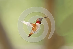 Male Ruby Throated Hummingbird In Flight