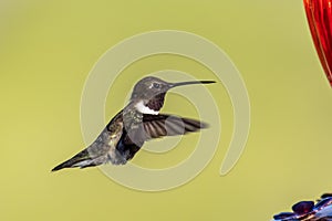 Male ruby-throated hummingbird hovering against a green background