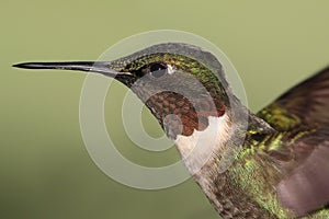 Male Ruby-throated Hummingbird & x28;archilochus colubris& x29;