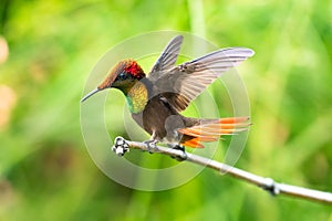 Male Ruby Topaz hummingbird in a defensive position