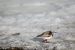 Male Ruby Turnstone standing on dirty snow