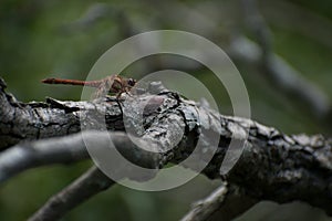 A Male Ruddy Darter warming his wings on a branch