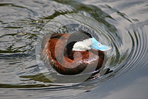 Male Ruddy Duck