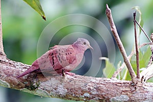 Male Ruddy Ground-Dove Columbina talpacoti perched on a branch
