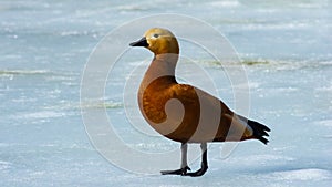 Male Ruddy shelduck Tadorna ferruginea standing on ice over frozen pond, selective focus, shallow DOF
