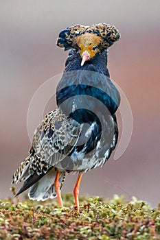 Male Ruff