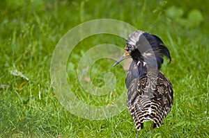 Male ruff