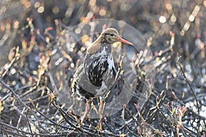 Male Ruff bird in breeding plumage