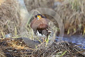 Male Ruff (bird) in breeding plumage