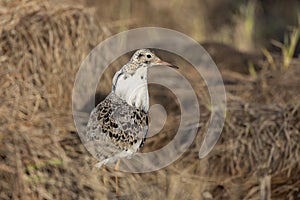 Male Ruff bird in breeding plumage stands on shore of the lake