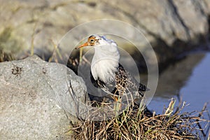 Male Ruff (bird) in breeding plumage stands on the shore of the lake