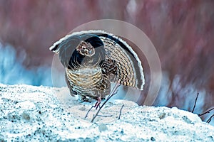 Male ruffed grouse Bonasa umbellus