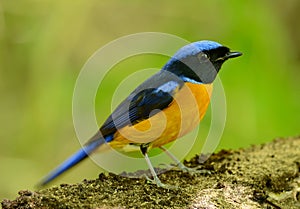 Male Rufous-bellied Niltava Niltava sundara