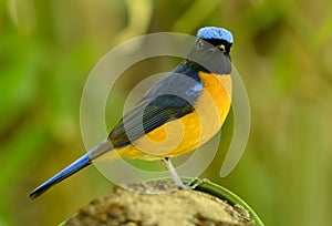 Male Rufous-bellied Niltava Niltava sundara