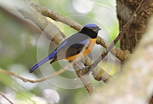 Male Rufous-bellied Niltava (Niltava sundara)