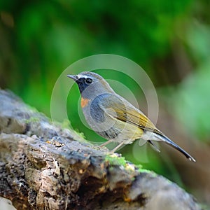 Male Rufous-gorgeted Flycatcher