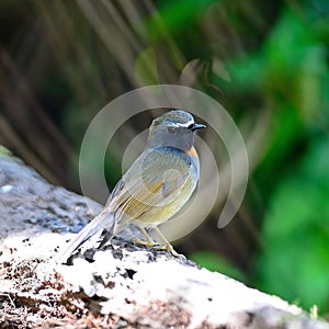 Male Rufous-gorgeted Flycatcher