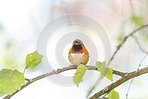 Male rufous hummingbird