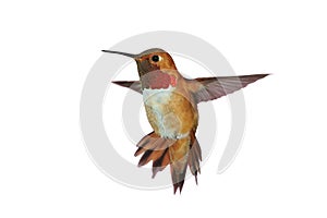 Male rufous Hummingbird