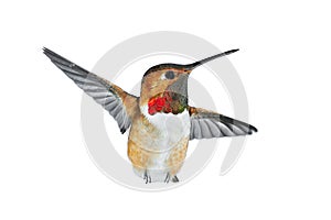 Male rufous Hummingbird