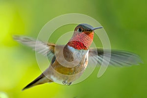 Male rufous Hummingbird