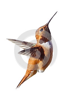 A male Rufous Hummingbird caught looking up while flying isolated with a white background