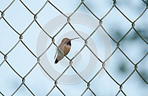 Male Rufous Hummingbird on Chain Link Fence