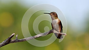 Male Rufous hummingbird chasing other birds away