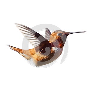 Male Rufous Hummingbird frozen in time with a white background