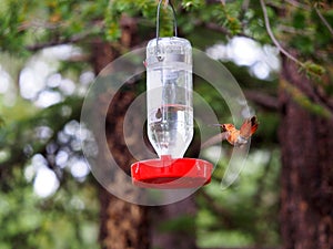 A Fiesty Rufous Hummingbird Flashes His Tail Feathers. Keep away!